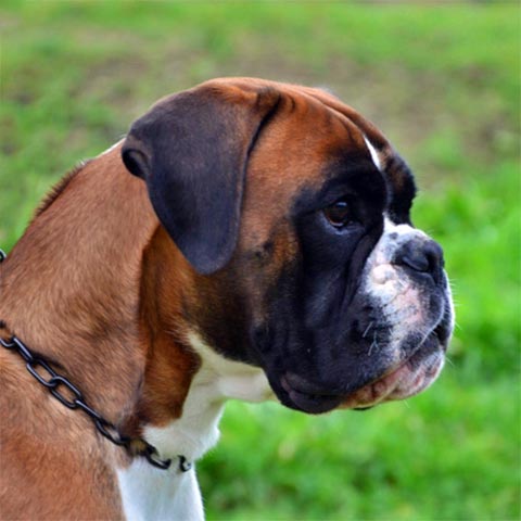 Zeus di Casa Bartolini