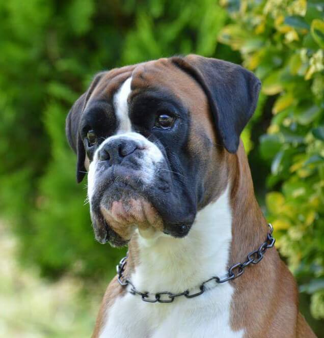 Zeus di Casa Bartolini