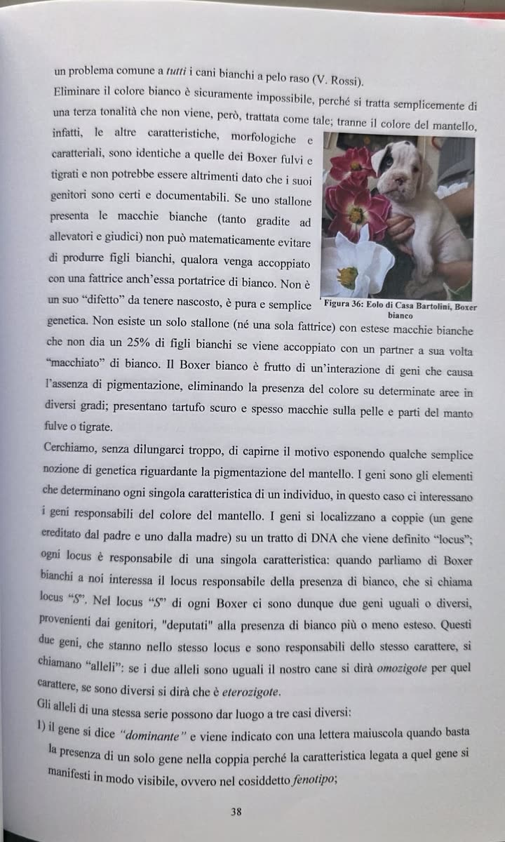 Boxer Bianco