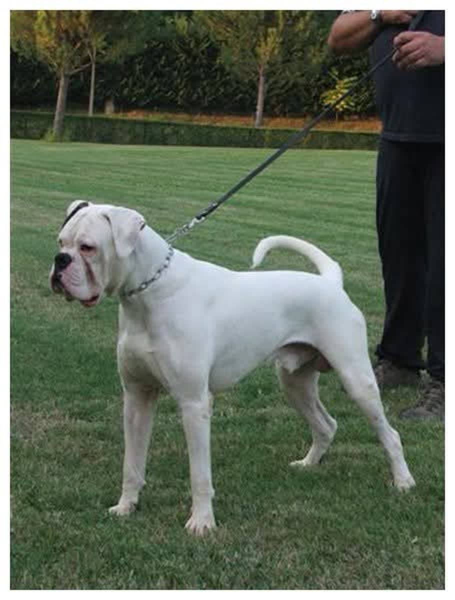 Boxer Bianco