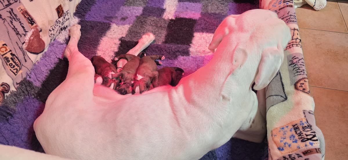 Boxer Bianco