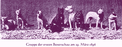 Six of nine boxers are white