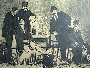 Un pedigree per il boxer bianco: un viaggio nella storia