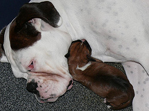 Boxer bianco e modifica dello standard: aggiornamento