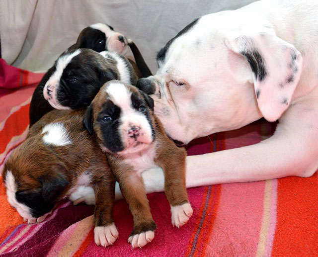 Aggiornamento su accoppiamenti con boxer bianchi e rilascio pedigree