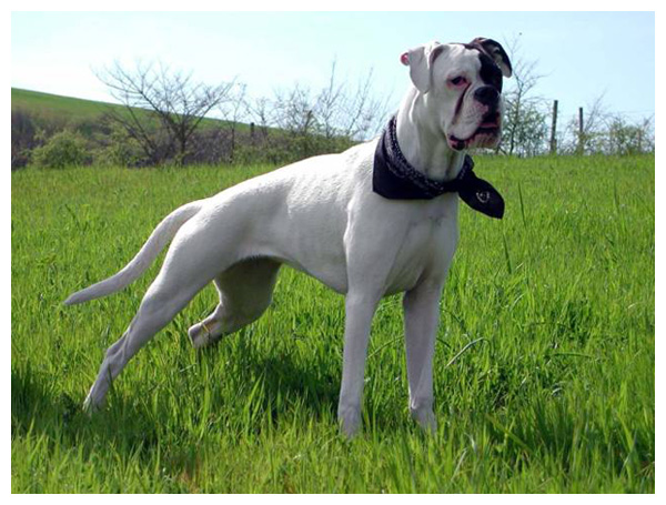 Pedigree per i Boxer Bianchi: un risultato firmato Italian Boxer Club
