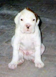 Boxer bianco: sfatiamo un po' di miti e leggende