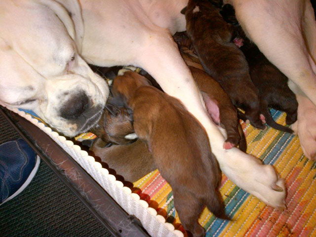 Nelly puppies