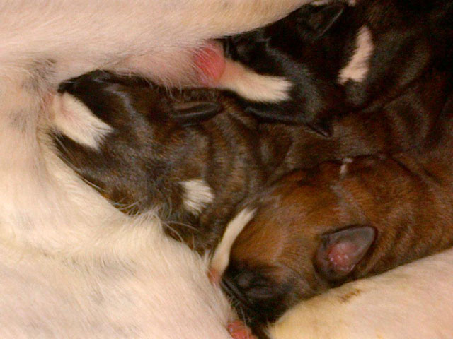 Nelly's puppies