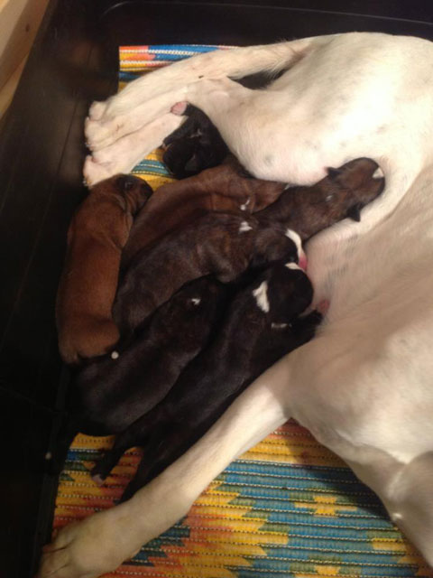 Nelly puppies