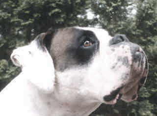 The white head of a boxer