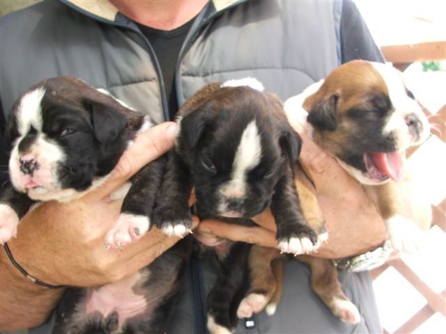 Puppies from a brindle and a white parent