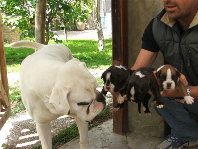 Puppies from a brindle and a white parent