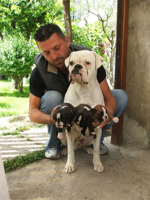 Puppies from a brindle dam and a white stud