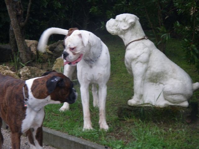 Boxer Bianco