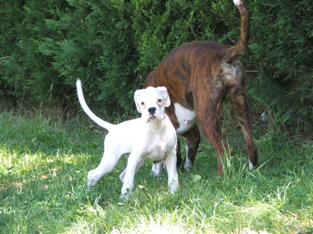 Boxer Bianco