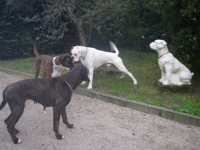 Boxer Bianco