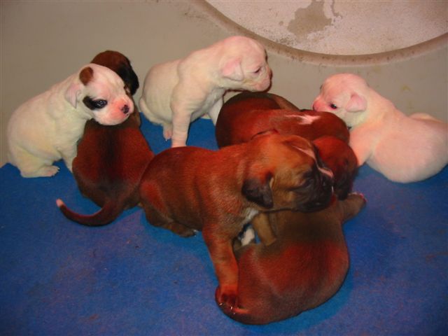 Boxer Bianco