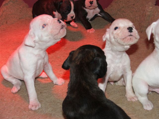 Boxer Bianco