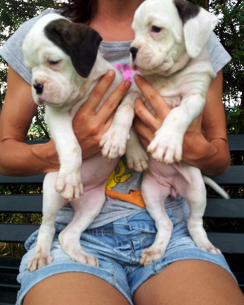 Boxer Bianco