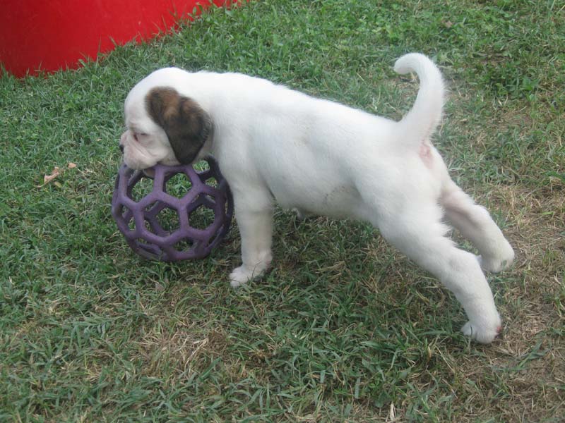 Boxer Bianco