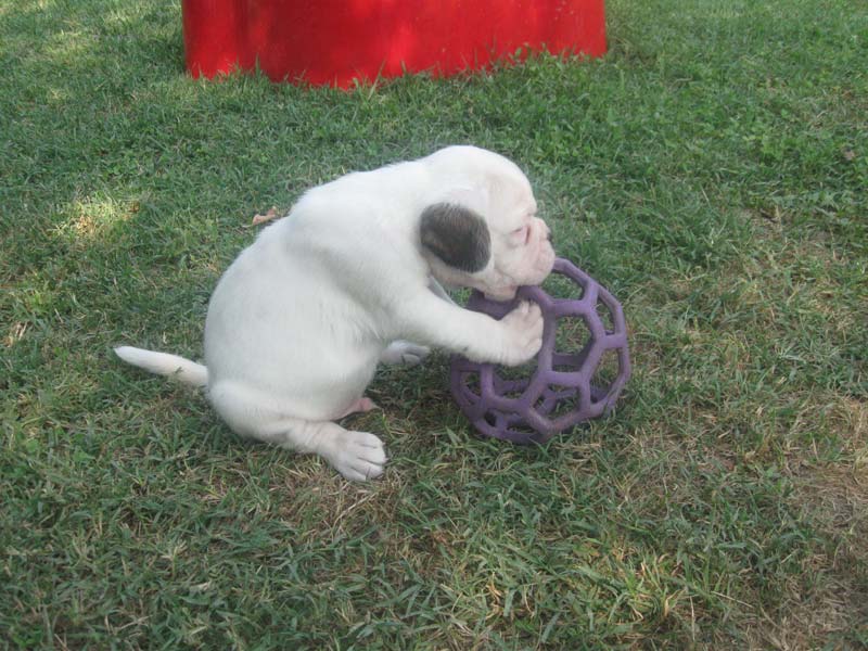 Boxer Bianco