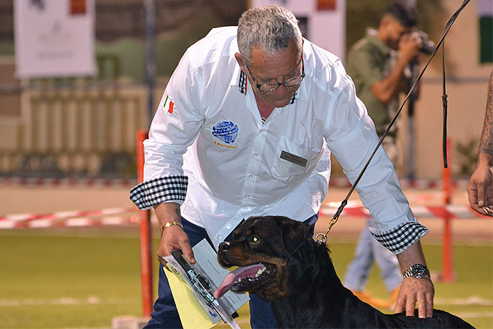 Stefano Bartolini judging at the Bahrain Dog Show 2018