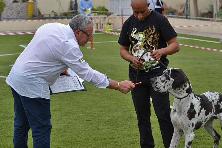 Stefano Bartolini judging at the Bahrain Dog Show 2018