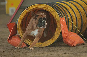 Boxer: the prosthesis scam