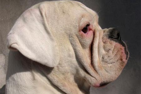 Boxer: razza in crisi. Cronaca morte annunciata