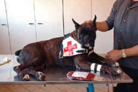 I nostri boxer donatori di sangue