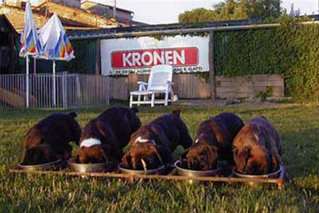 Kronen e Merrik ci hanno scelto