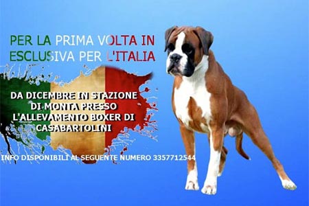 Noqui in stazione di monta