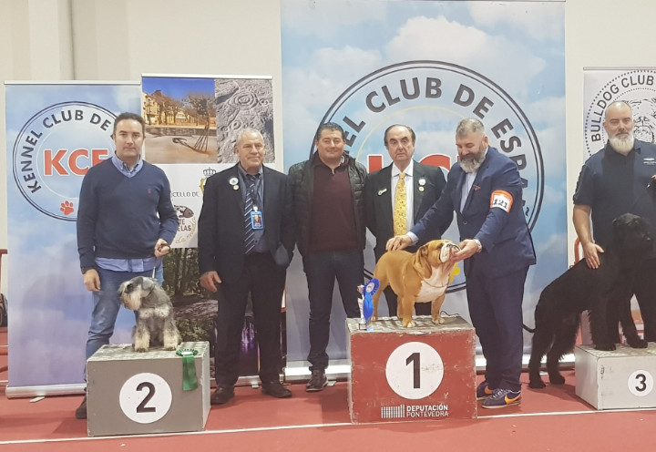 judging in Spain