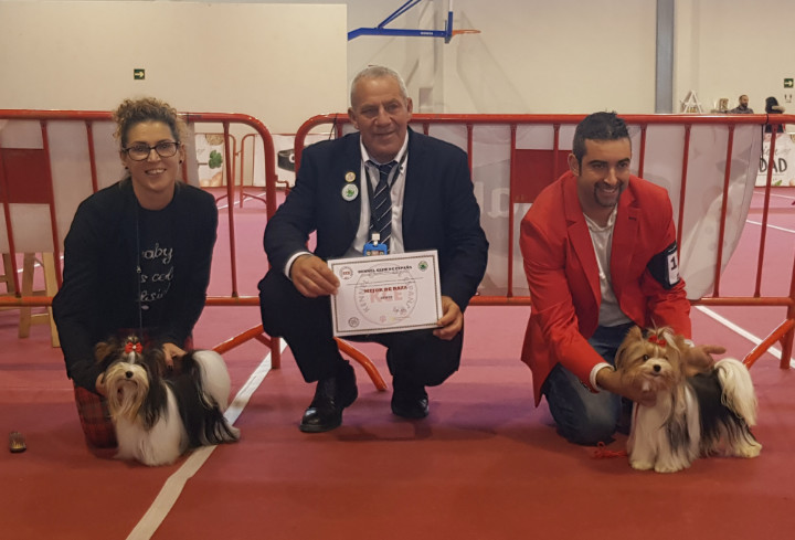 judging in Spain