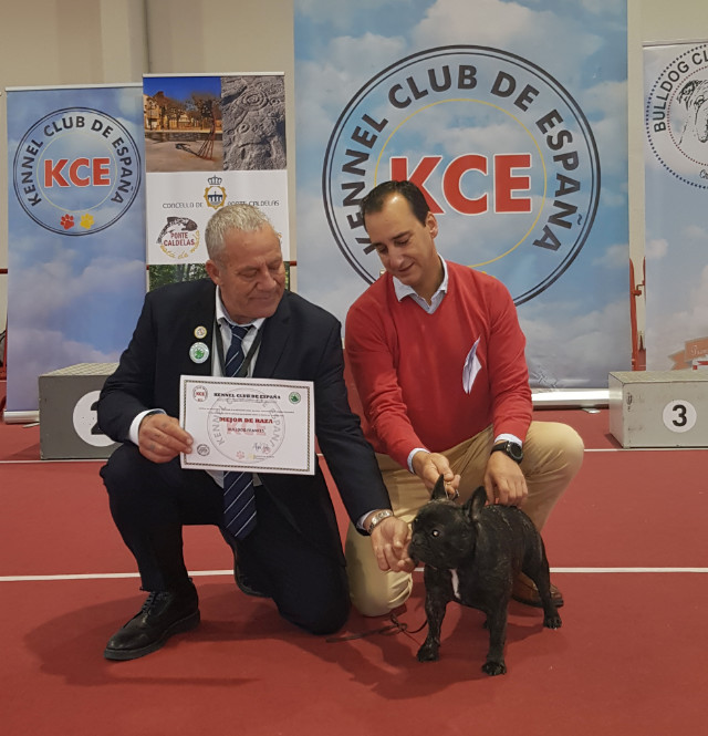 judging in Spain