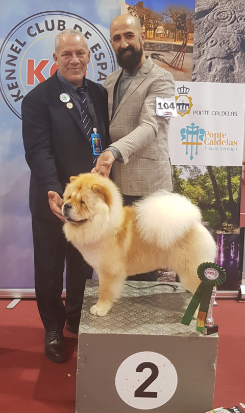judging in Spain