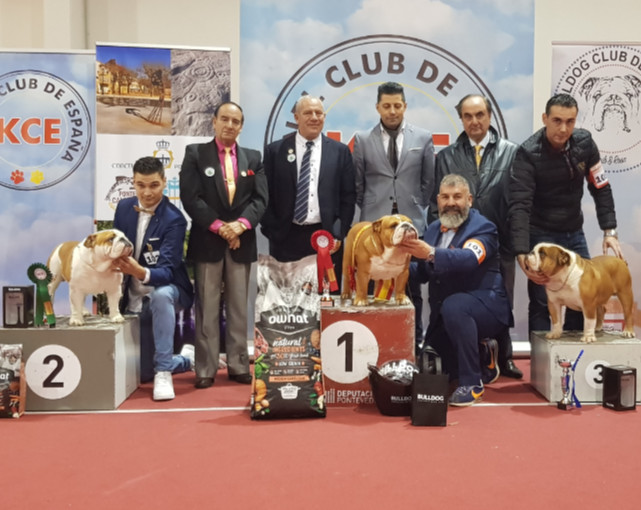 judging in Spain