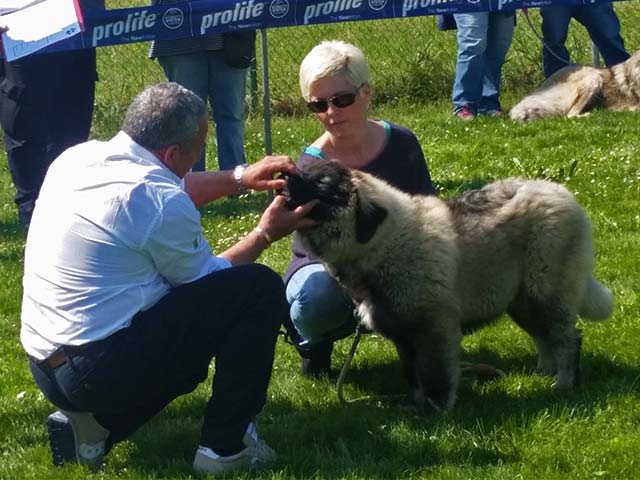 Stefano Bartolini judging at the Augusto Pollacci Memorial