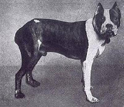 Chaval and Flocky, two boxers of the old standard. The current standard is shown by the statuette