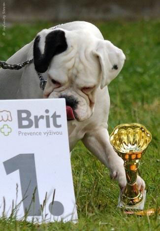 Cayenne, German white champion 2010