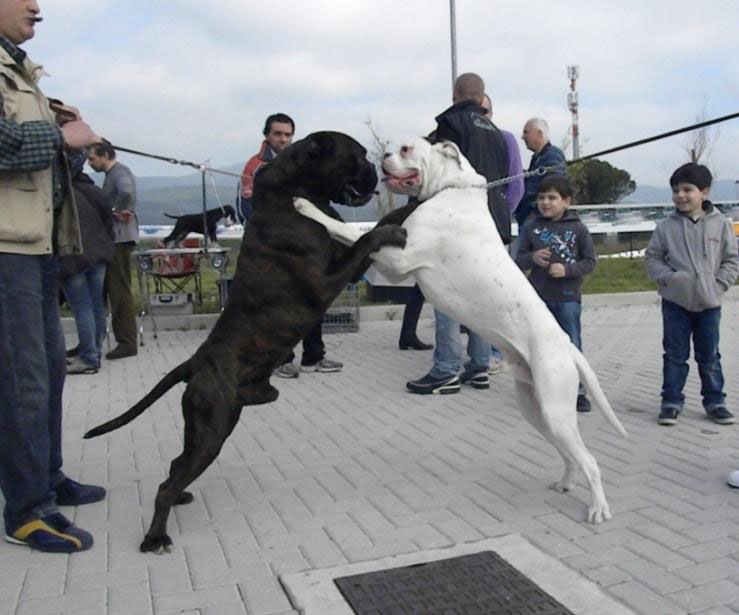 Multicoloured boxers: Italian Boxer Club show