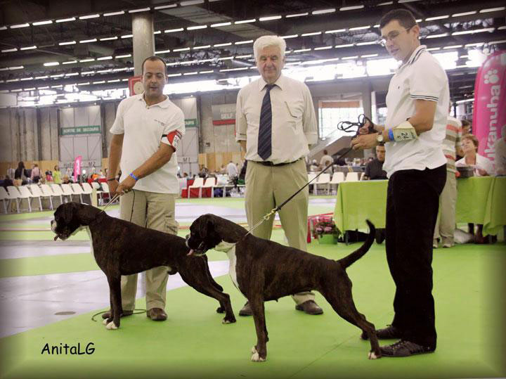 Award ceremony at the World Championship, Paris, 7 July 2011.
Judge Bernard Kafka between Mito do Vale do Lethes, Young World Champion, and Bat d'Anteikan, World Champion