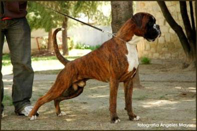 Nicos v.d. Burg Singidunum, World Champion and Best of Breed