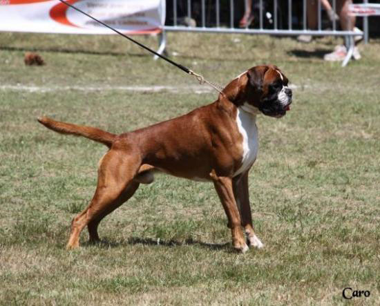 Chelton de la Mare du Carreau, World Vice Champion