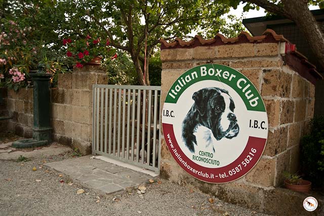 Boxerzucht Casa Bartolini