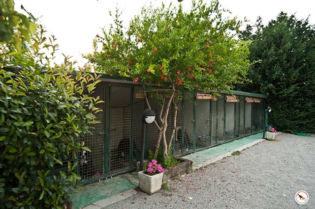 Boxerzucht Casa Bartolini