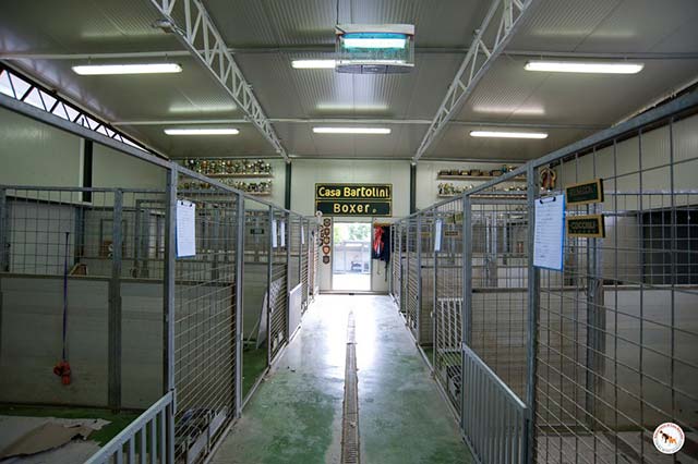 Boxerzucht Casa Bartolini