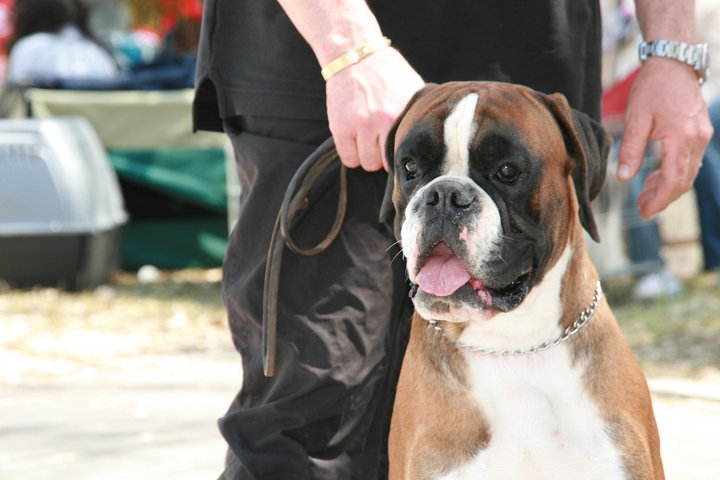 CACIB Alghero