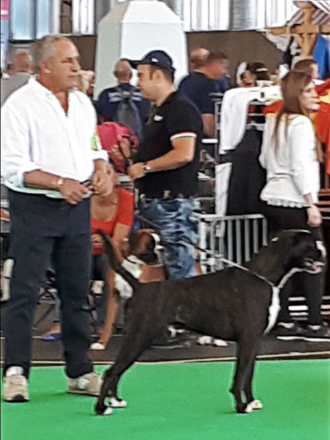 World Dog Show Amsterdam 2018 (N)